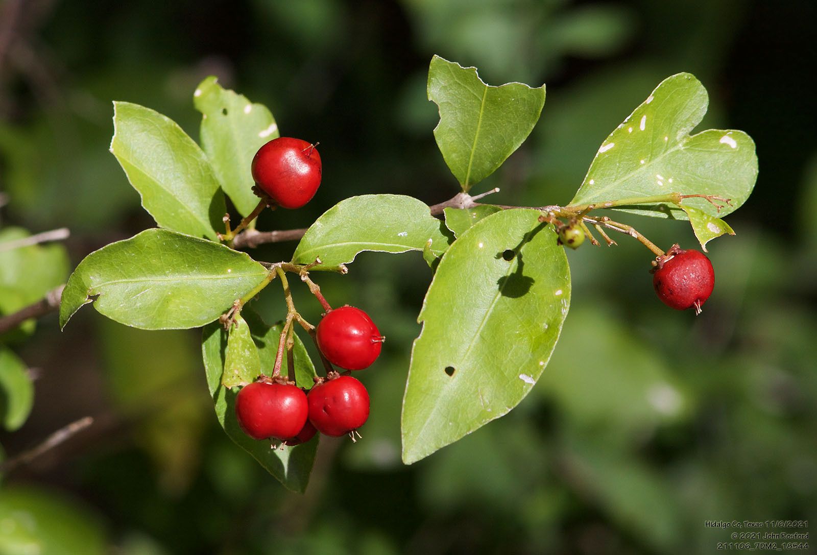 Malpighia glabra