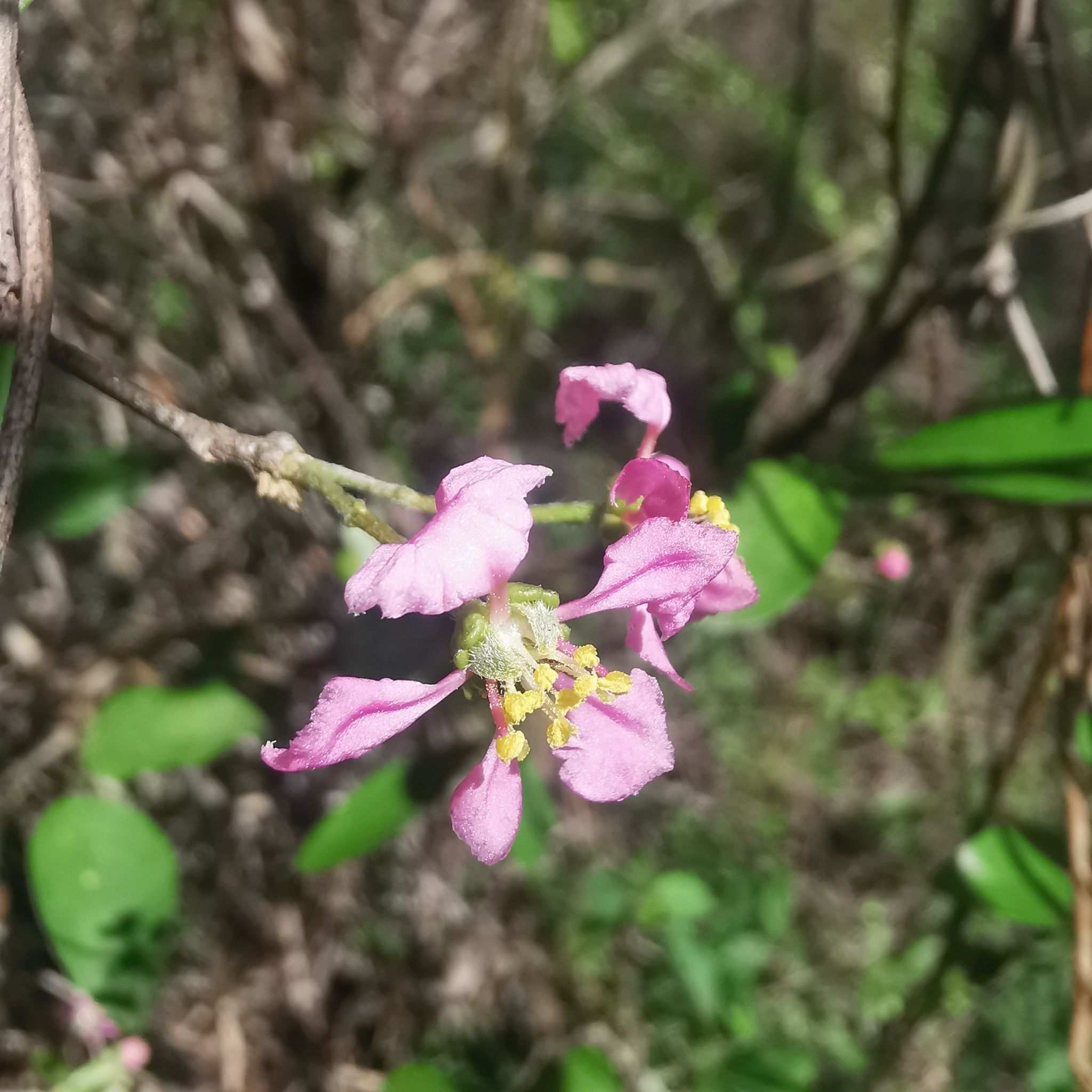 Malpighia sp.