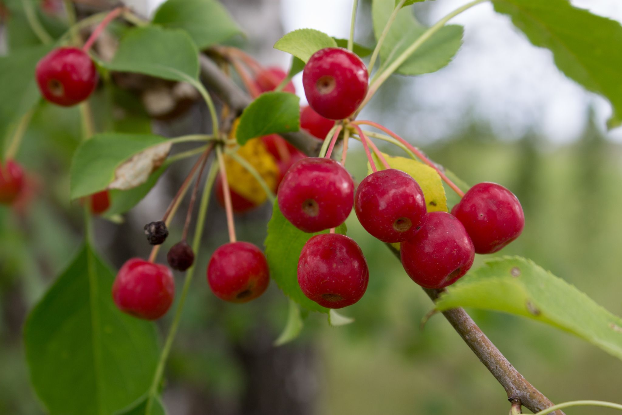 Malus baccata