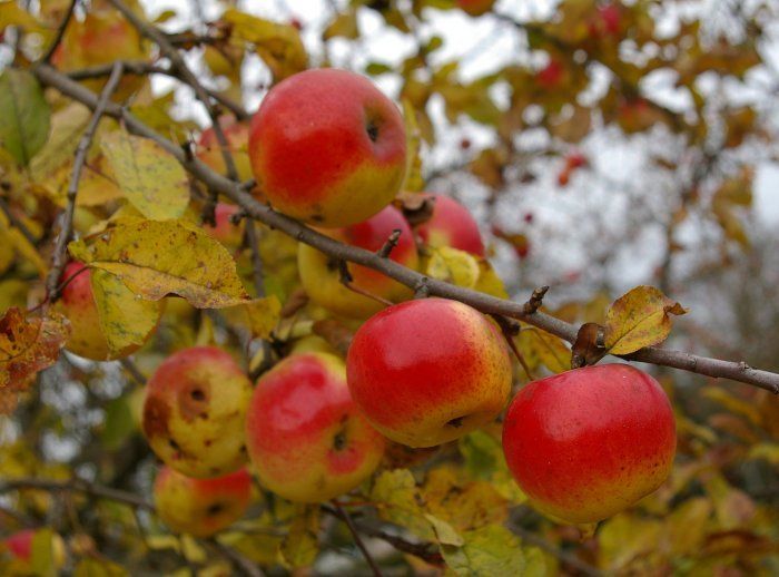 Malus domestica