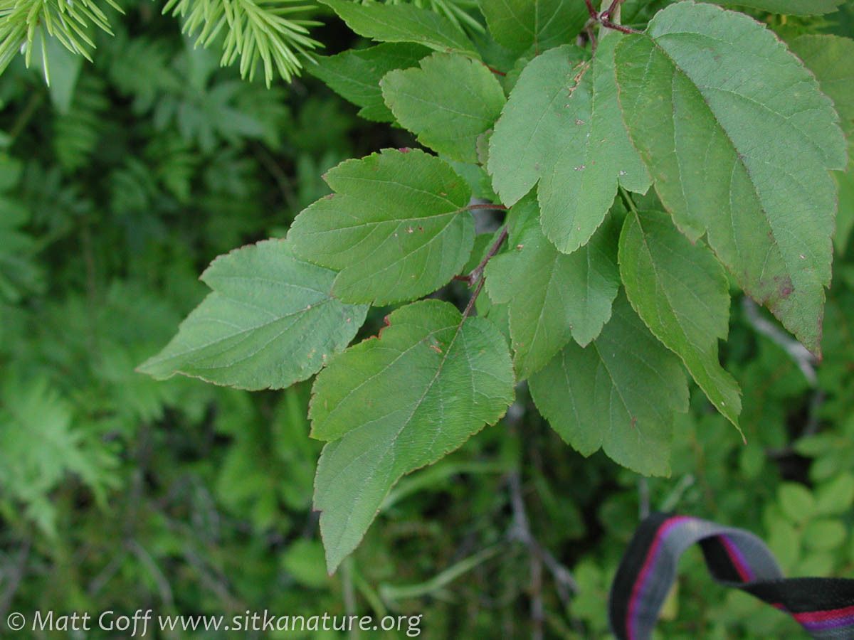 Malus fusca