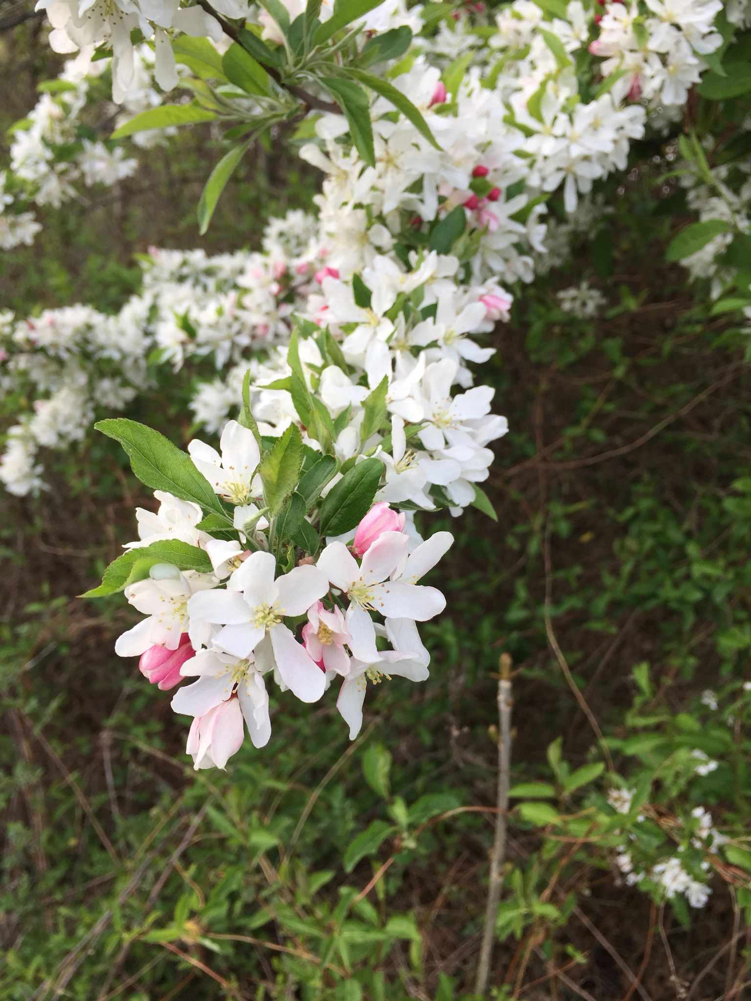 Malus hupehensis