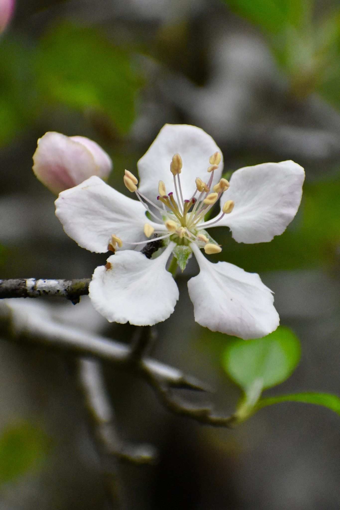 Malus ioensis