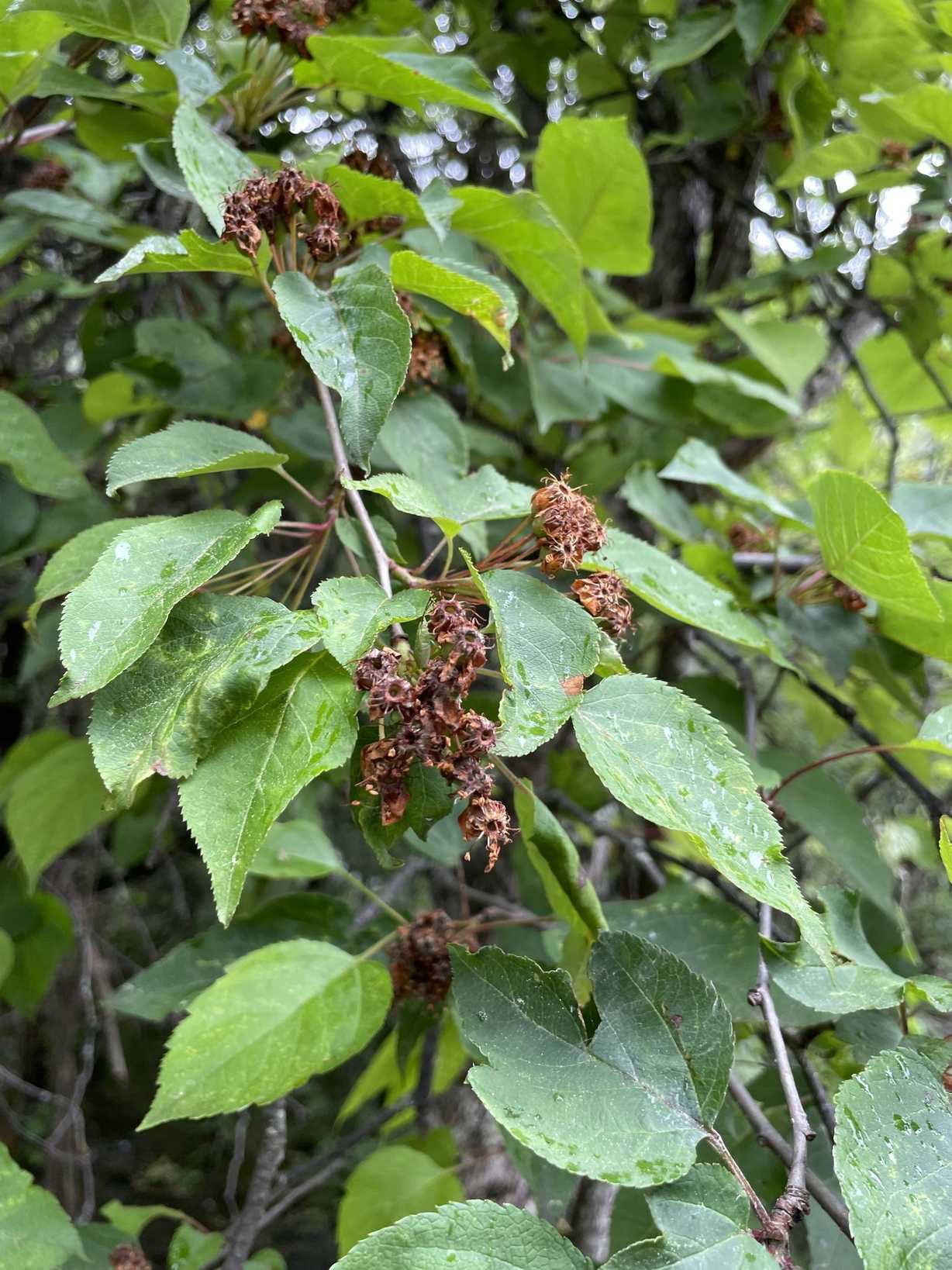 Malus kansuensis