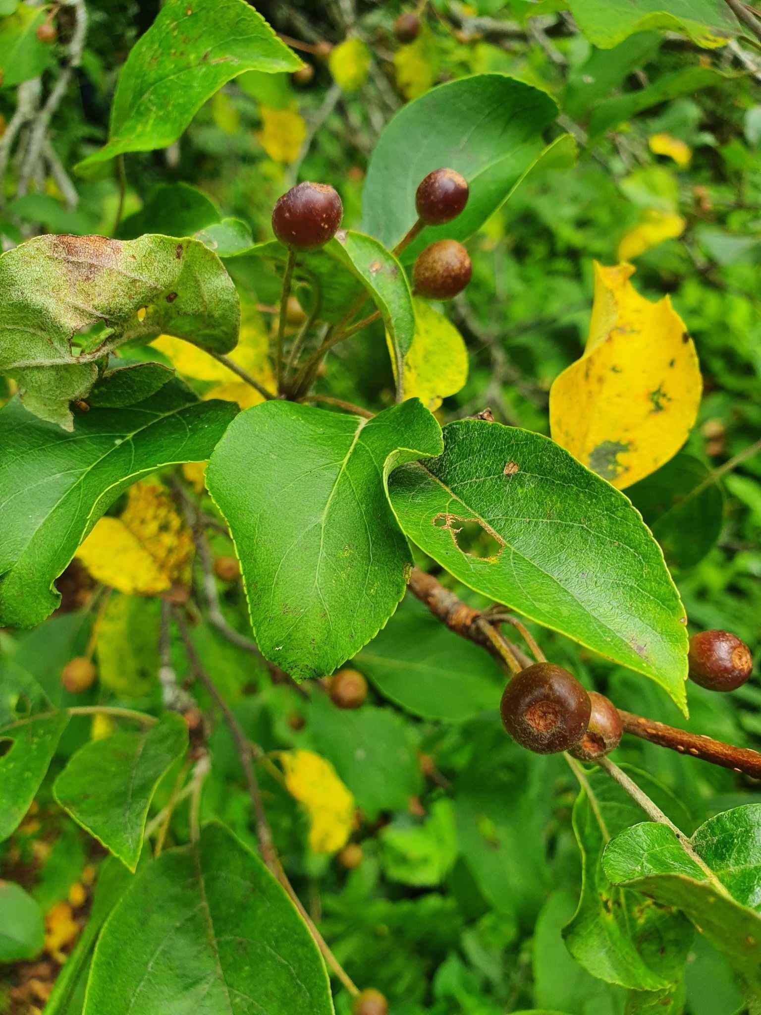 Malus mandshurica