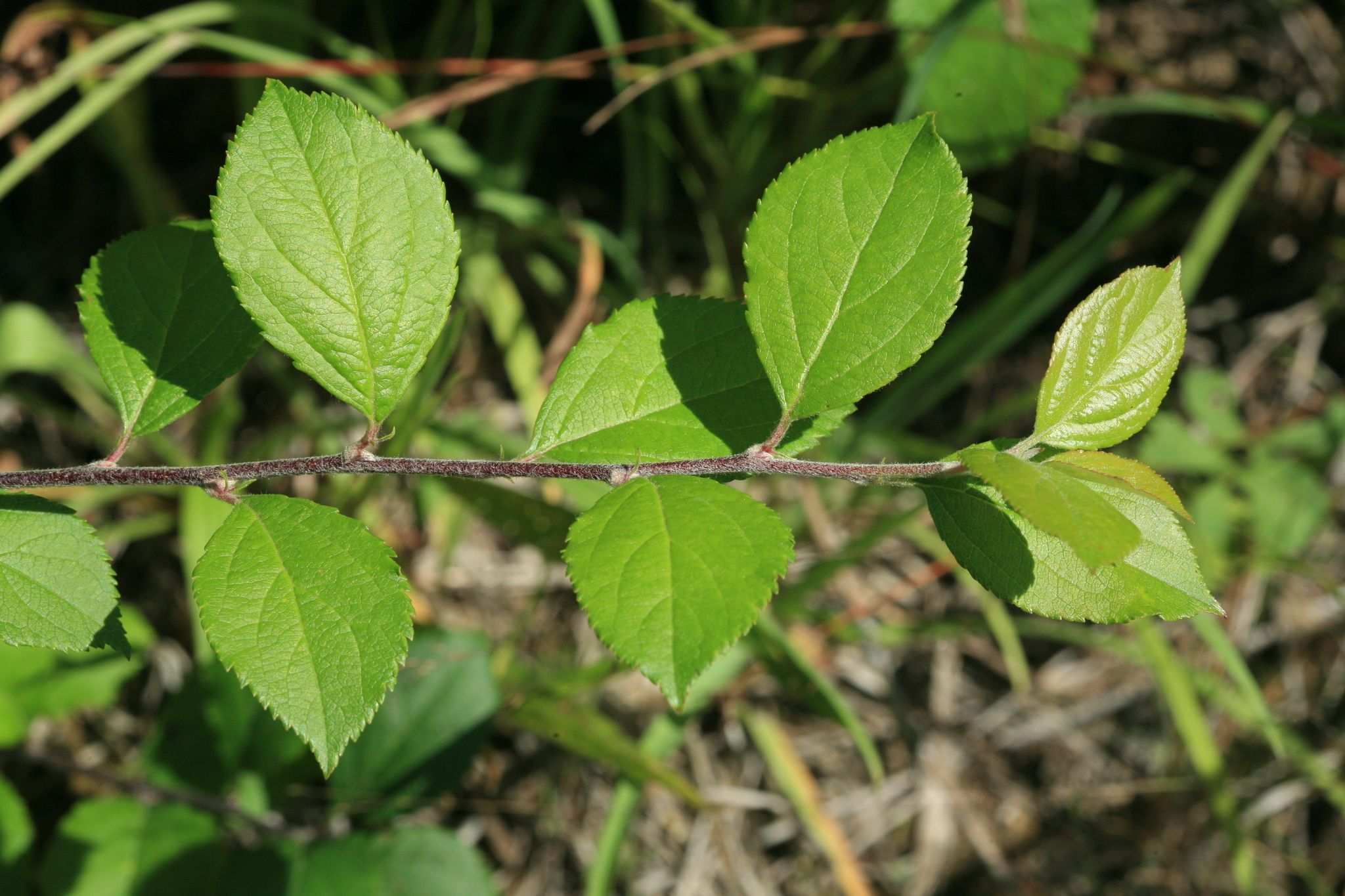 Malus prunifolia