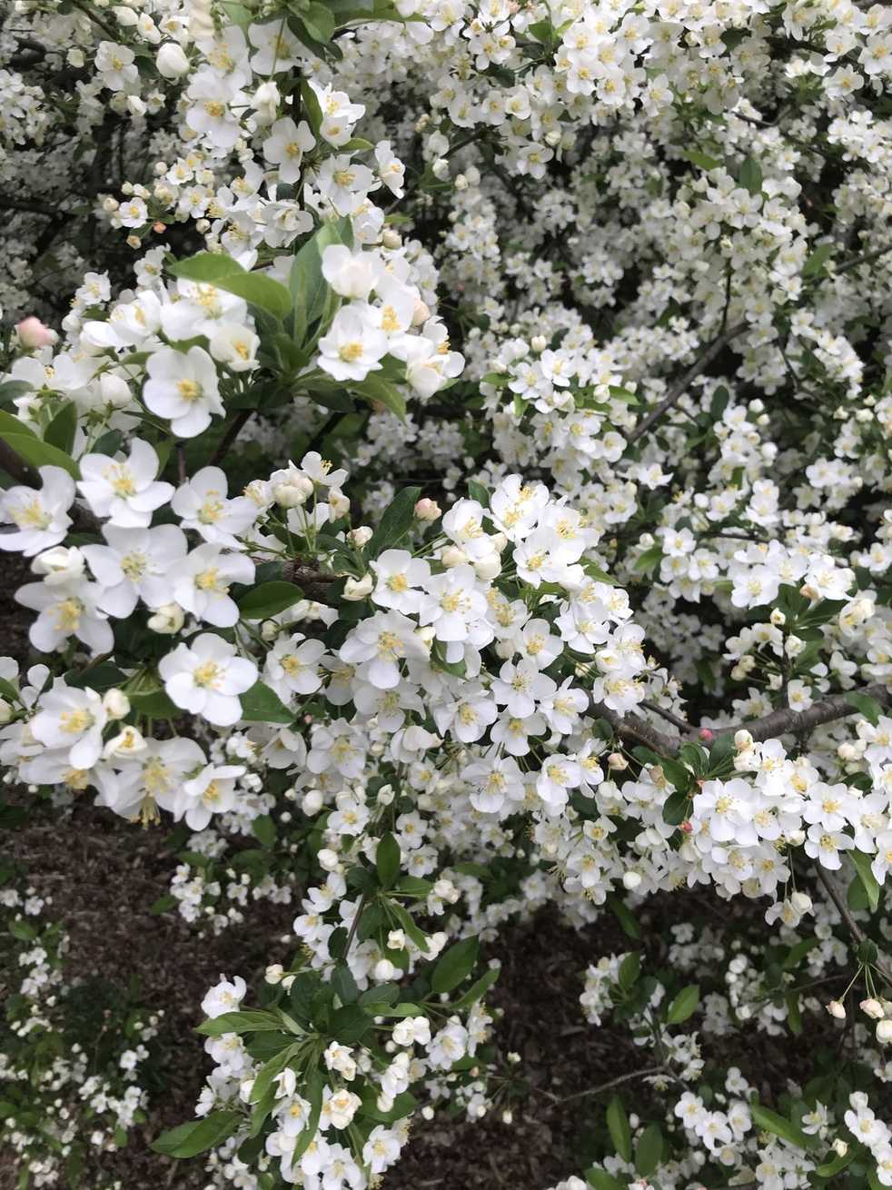 Malus sargentii