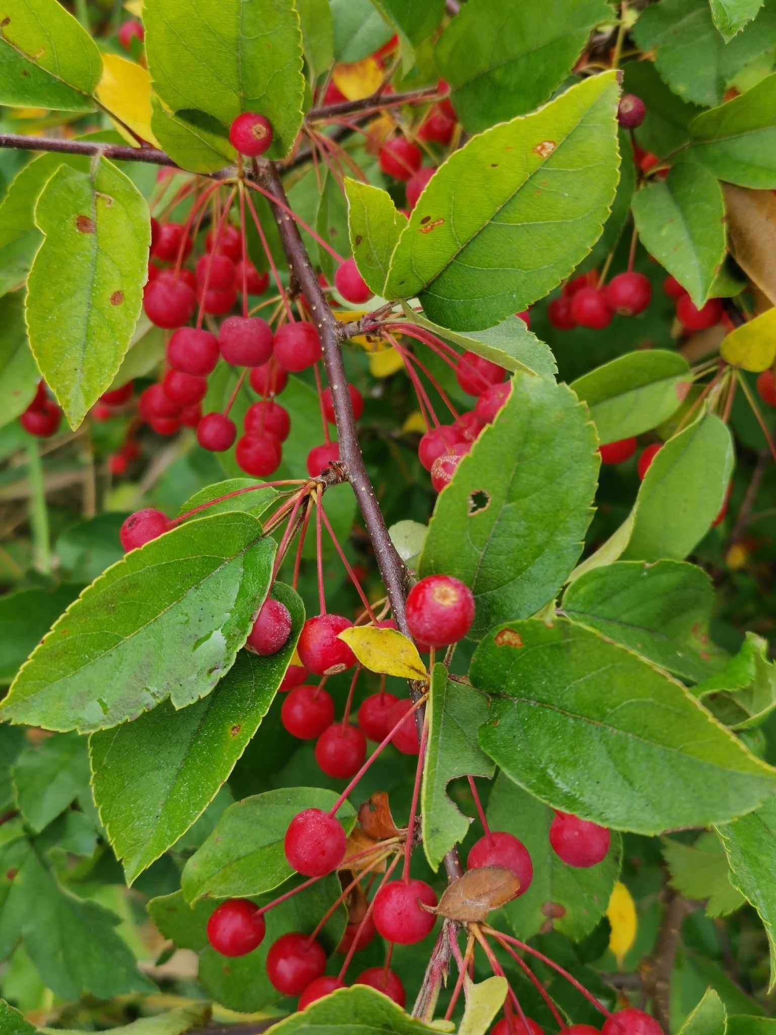 Malus sieboldii