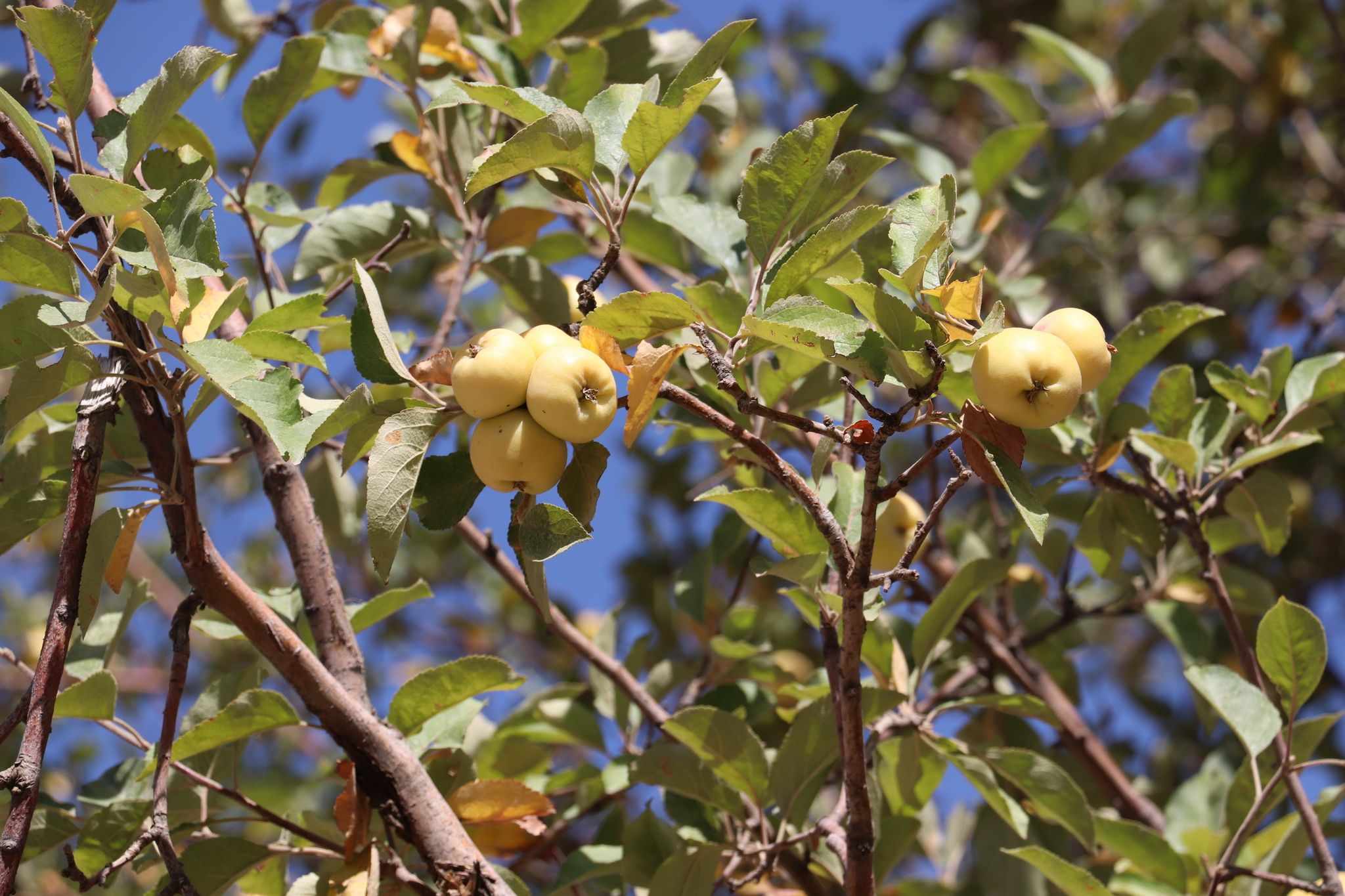 Malus sieversii