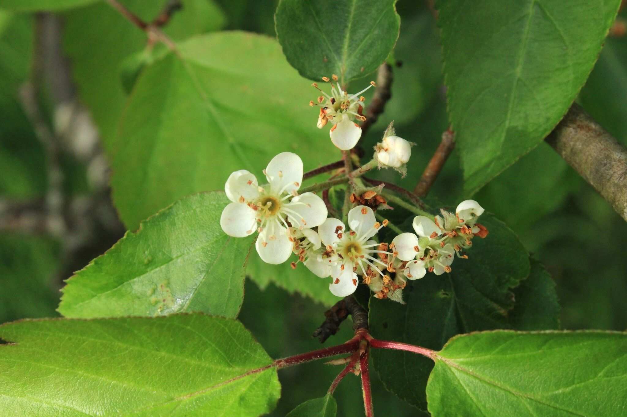 Malus yunnanensis