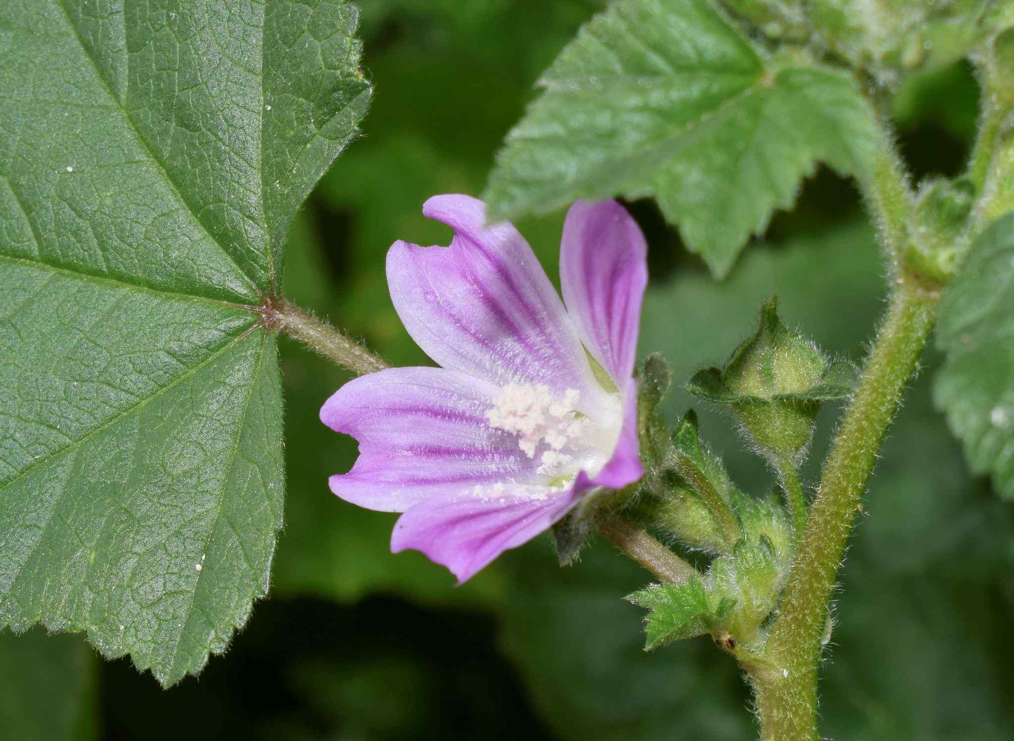 Malva linnaei