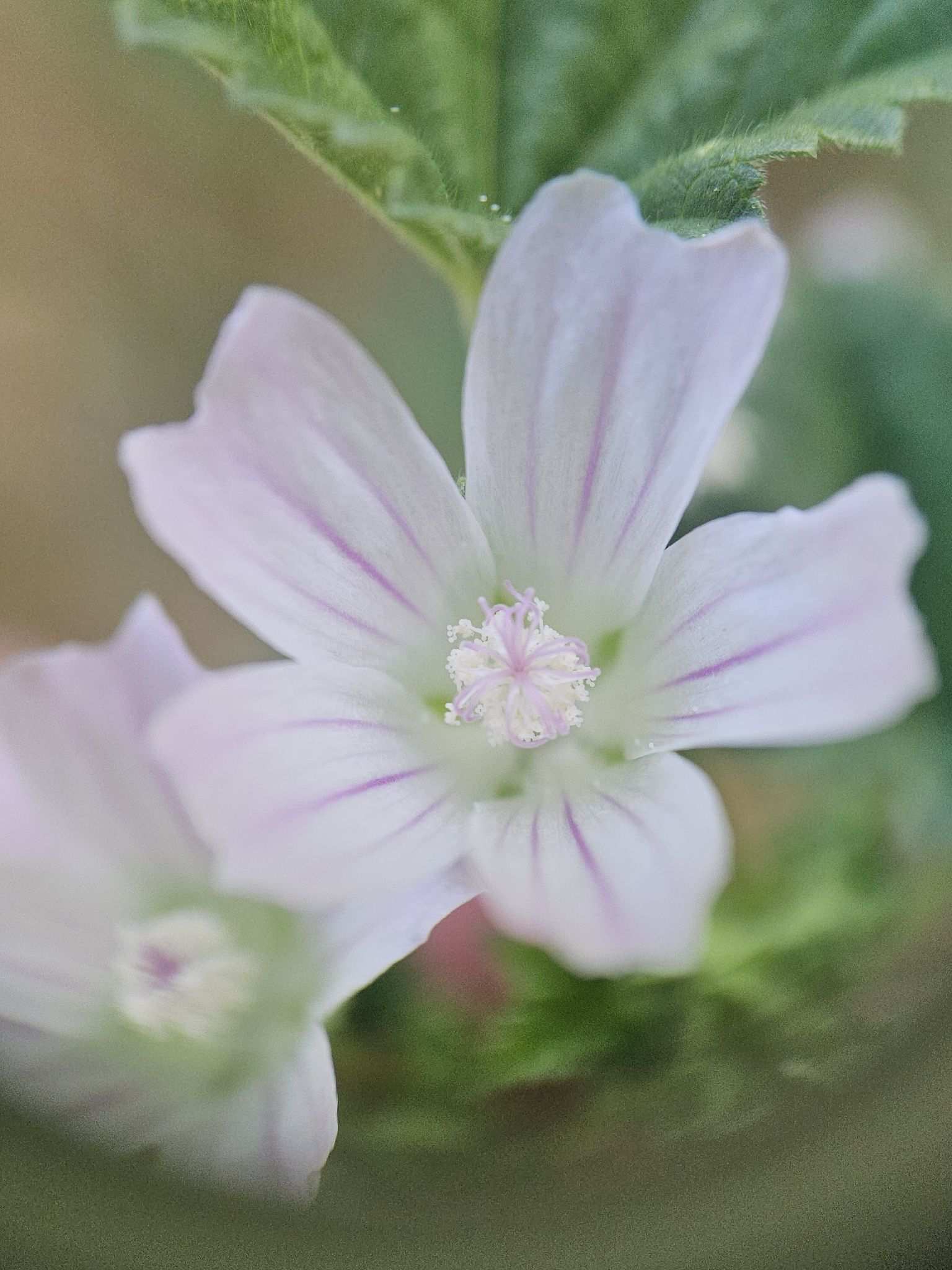 Malva neglecta