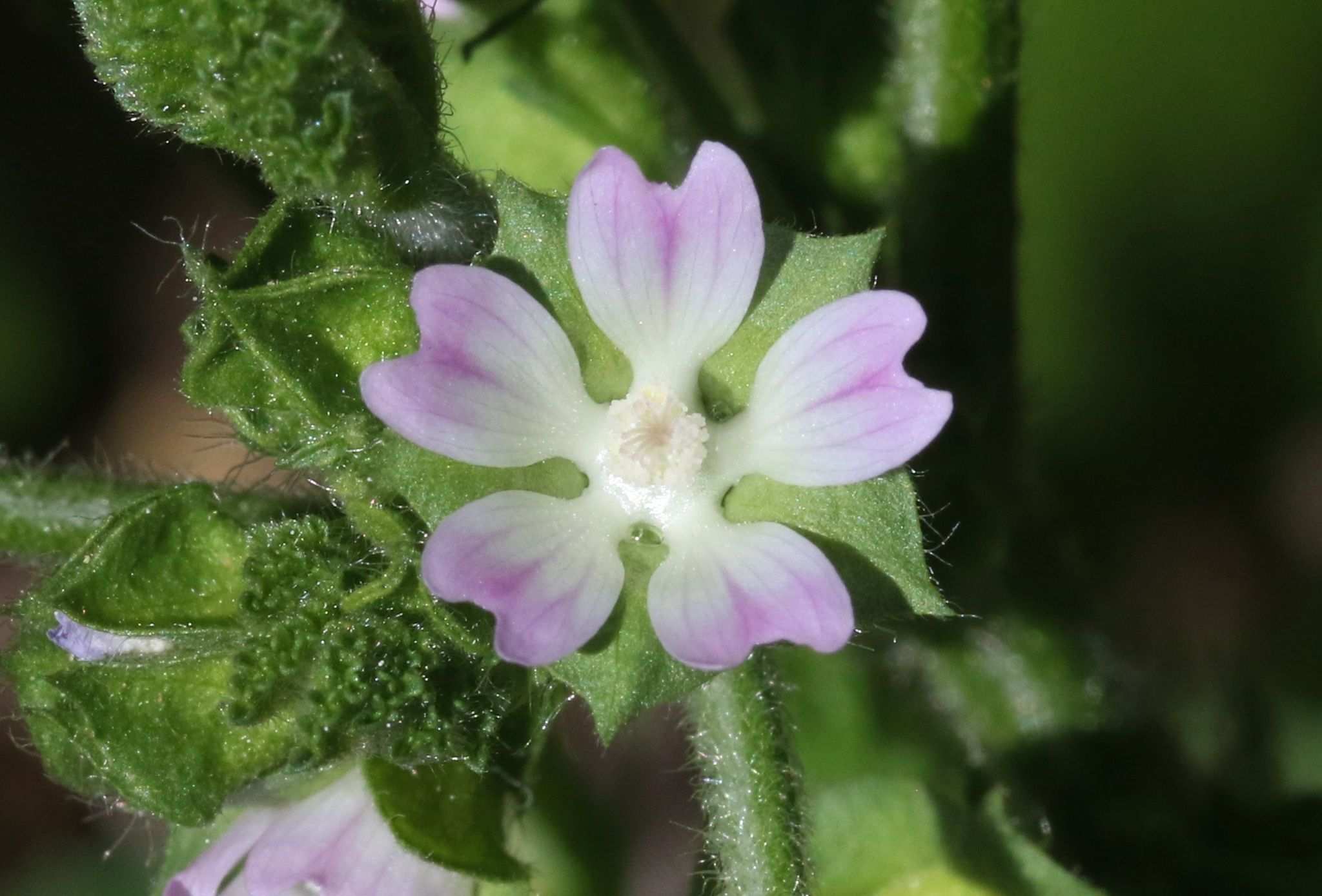 Malva parviflora