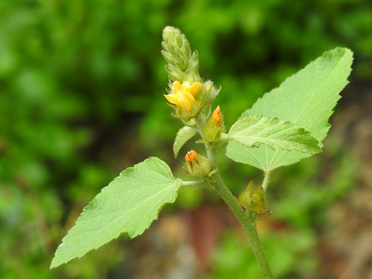 Malva sp.