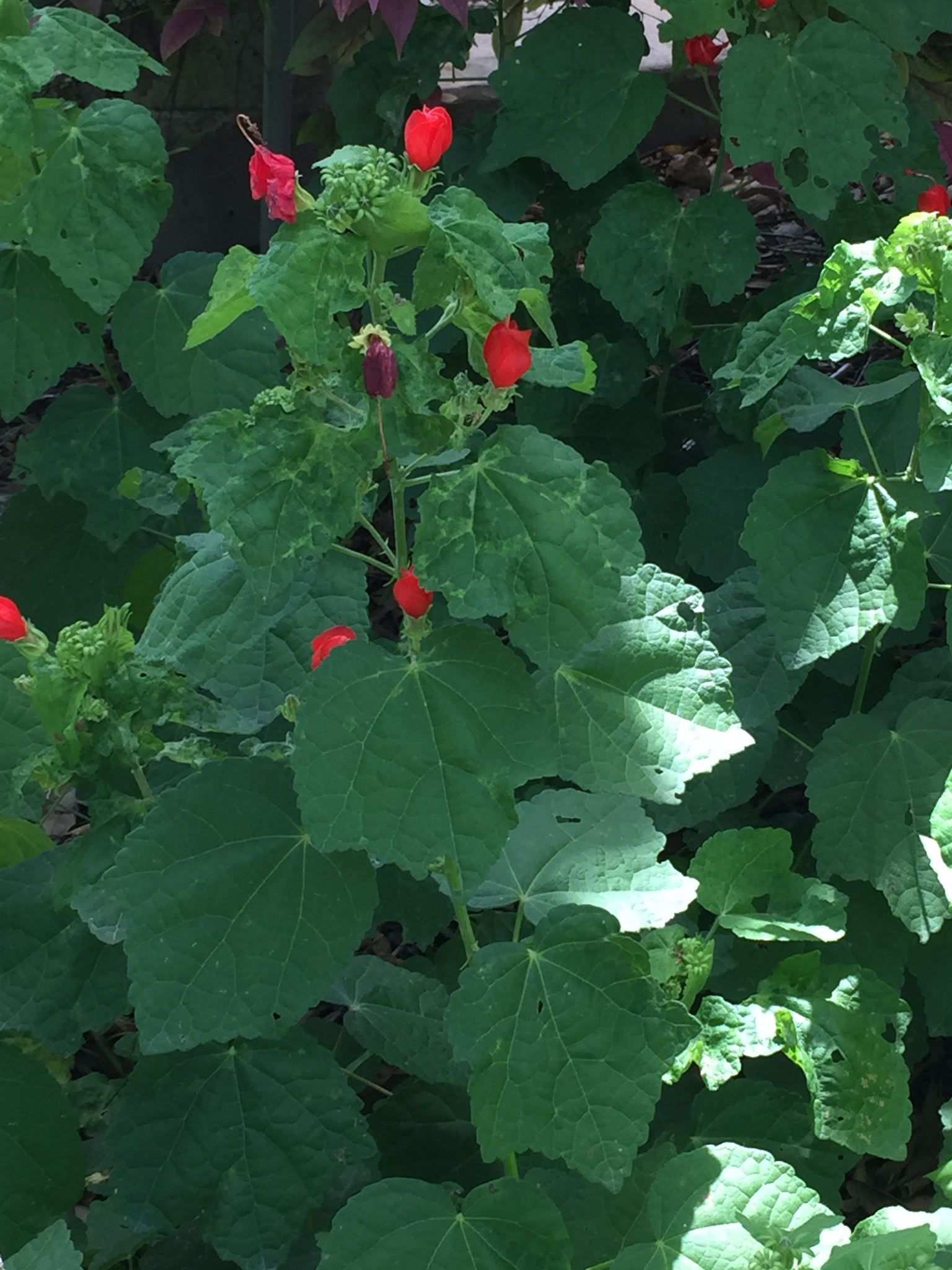 Malvaviscus arboreus