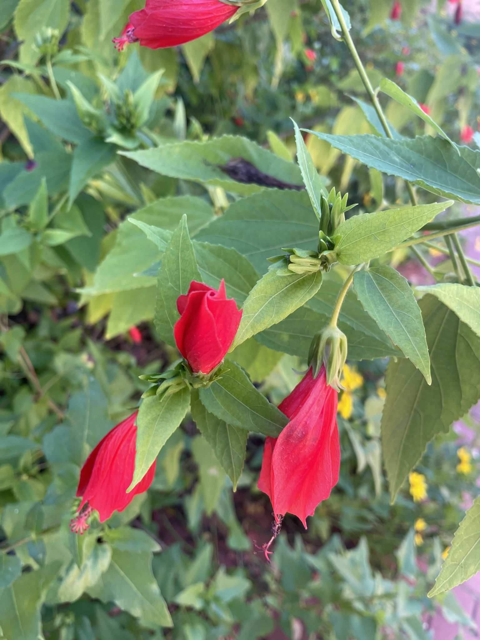 Malvaviscus penduliflorus