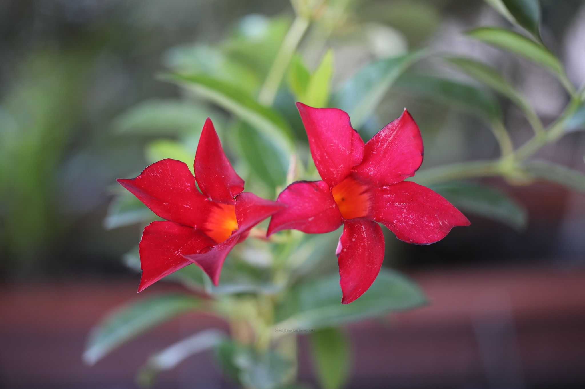 Mandevilla