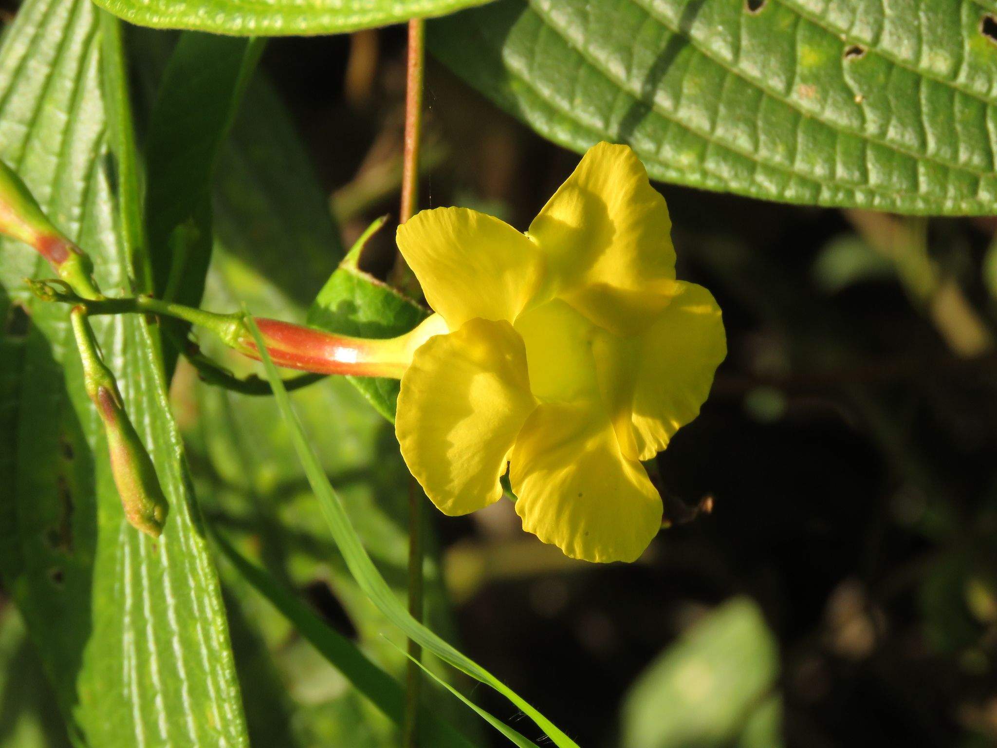 Mandevilla sp.