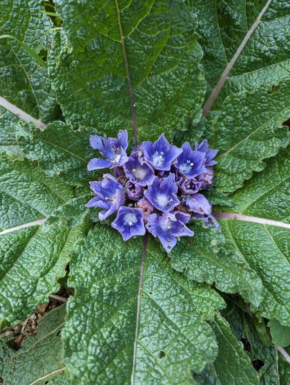 Mandragora autumnalis