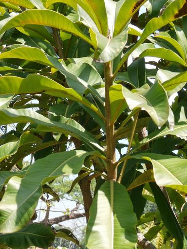 Mangifera caesia