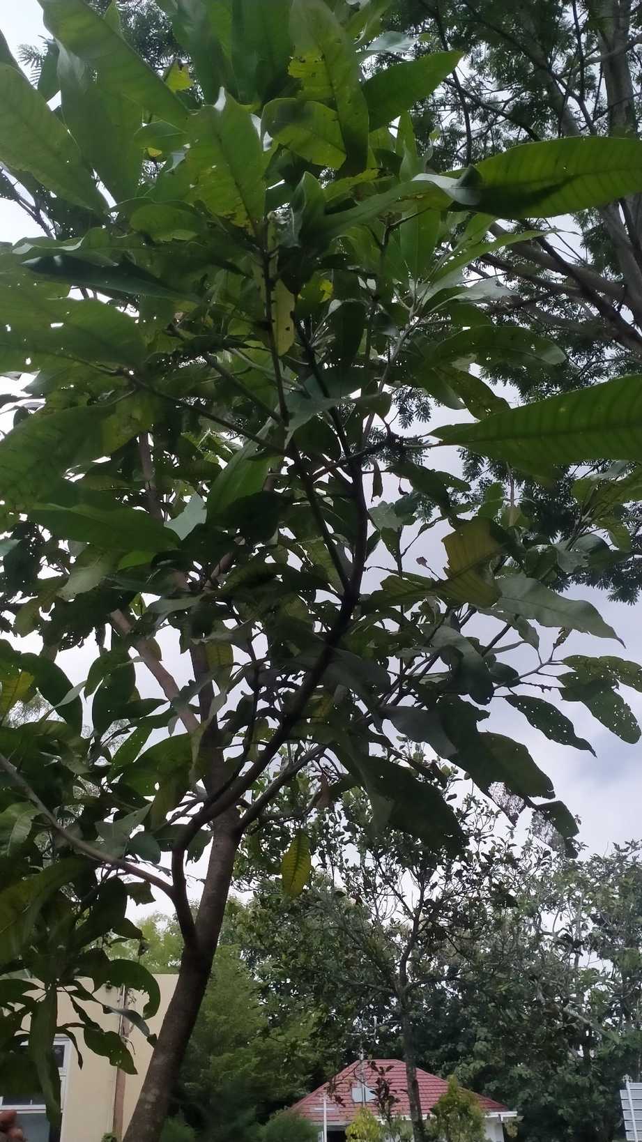 Mangifera casturi