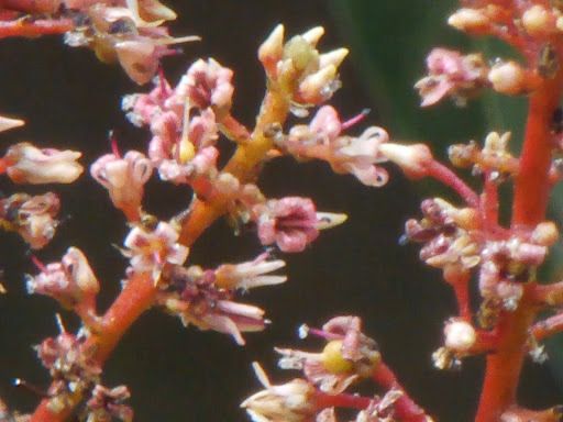 Mangifera foetida