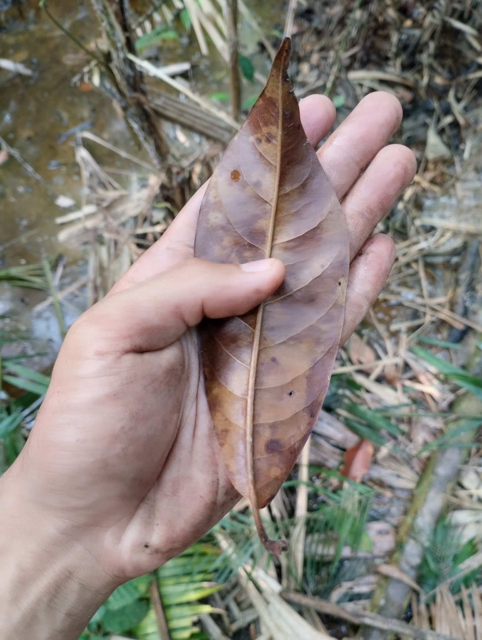 Mangifera griffithii