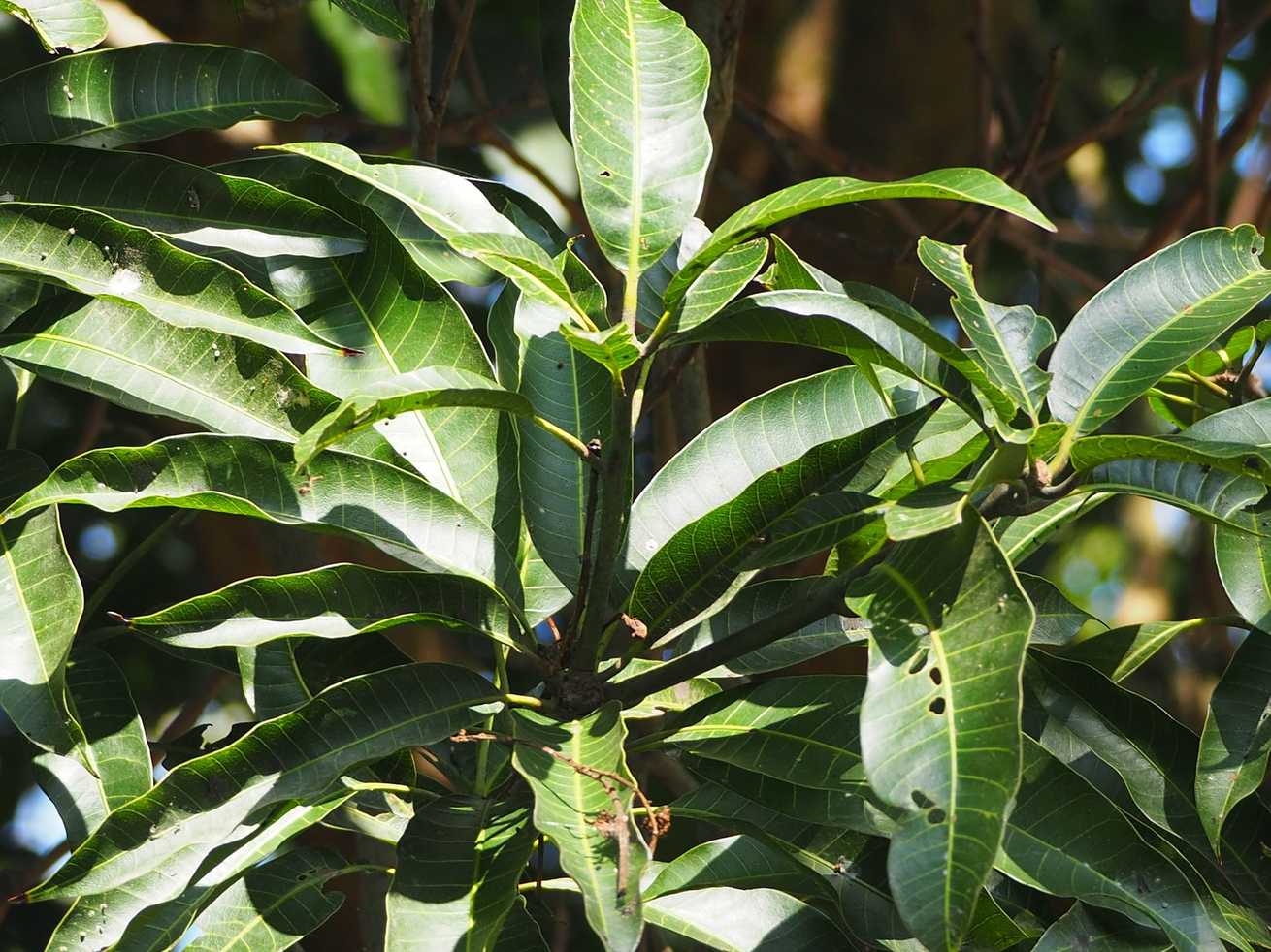 Mangifera indica
