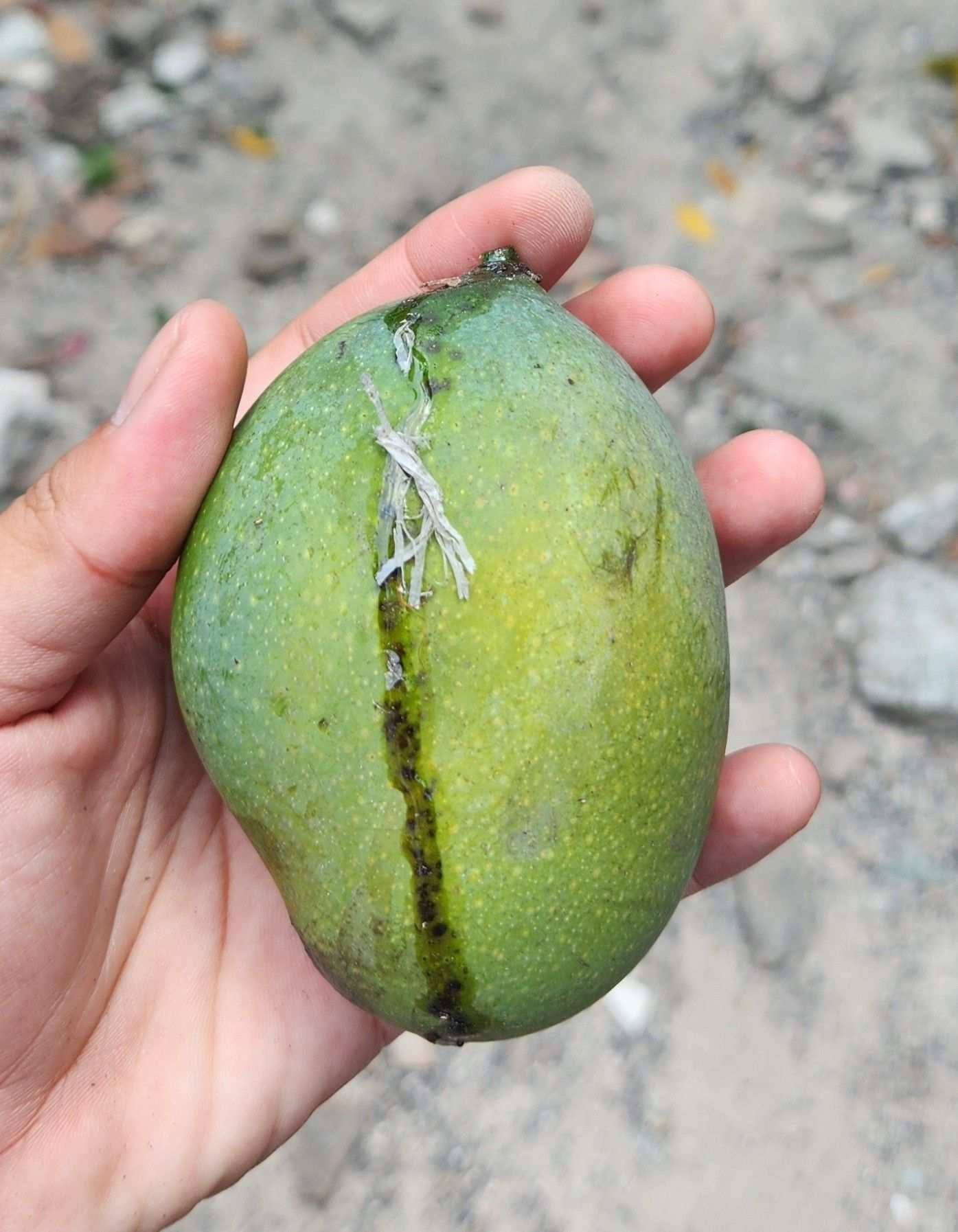 Mangifera lalijiwa