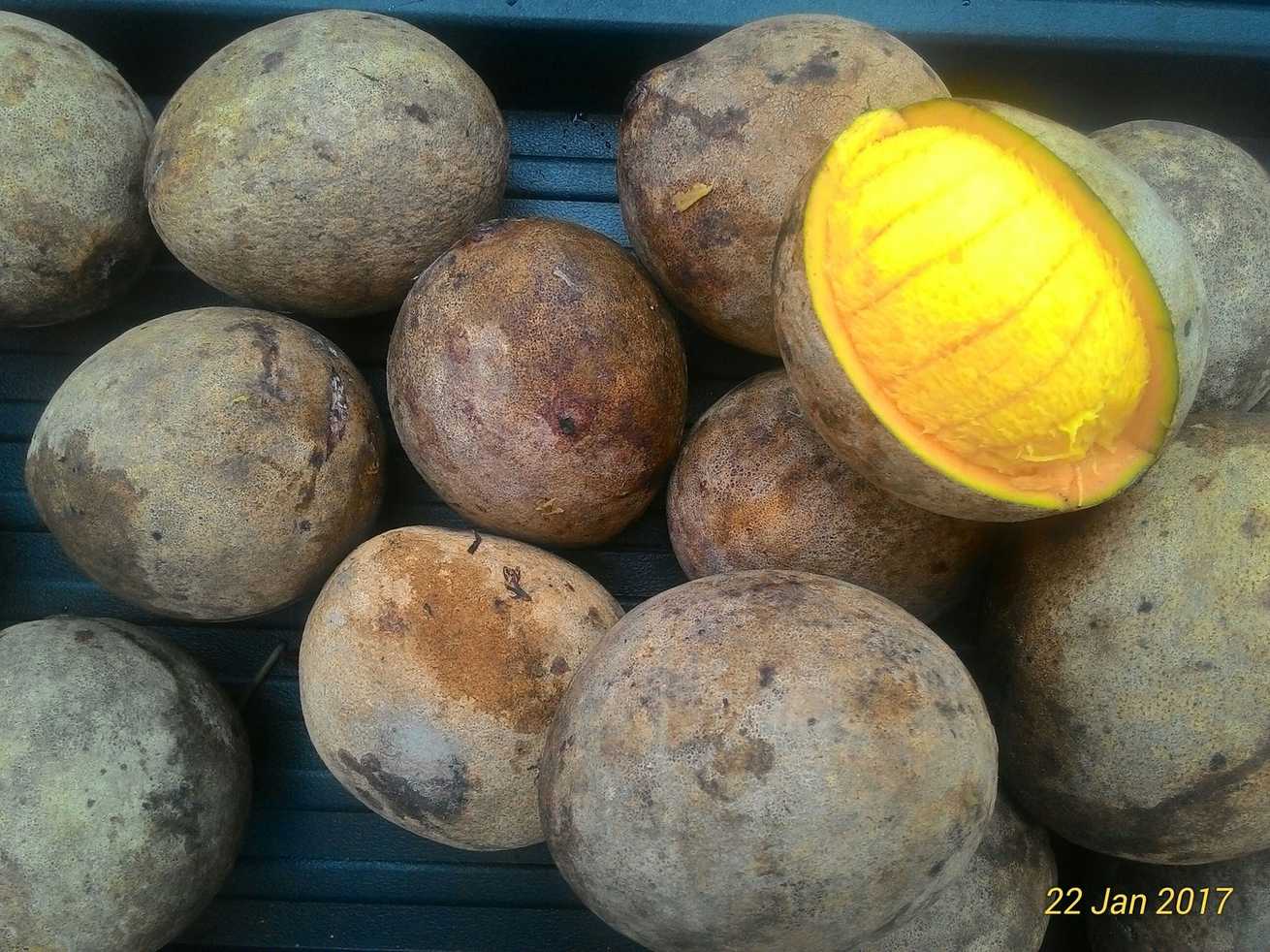 Mangifera pajang