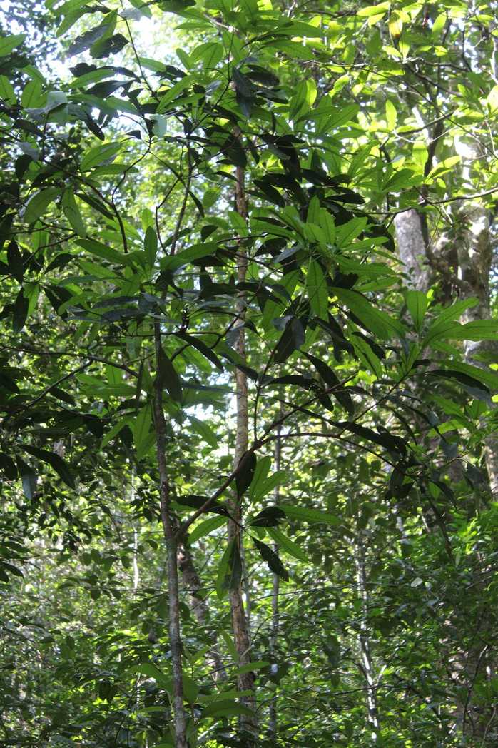 Mangifera zeylanica