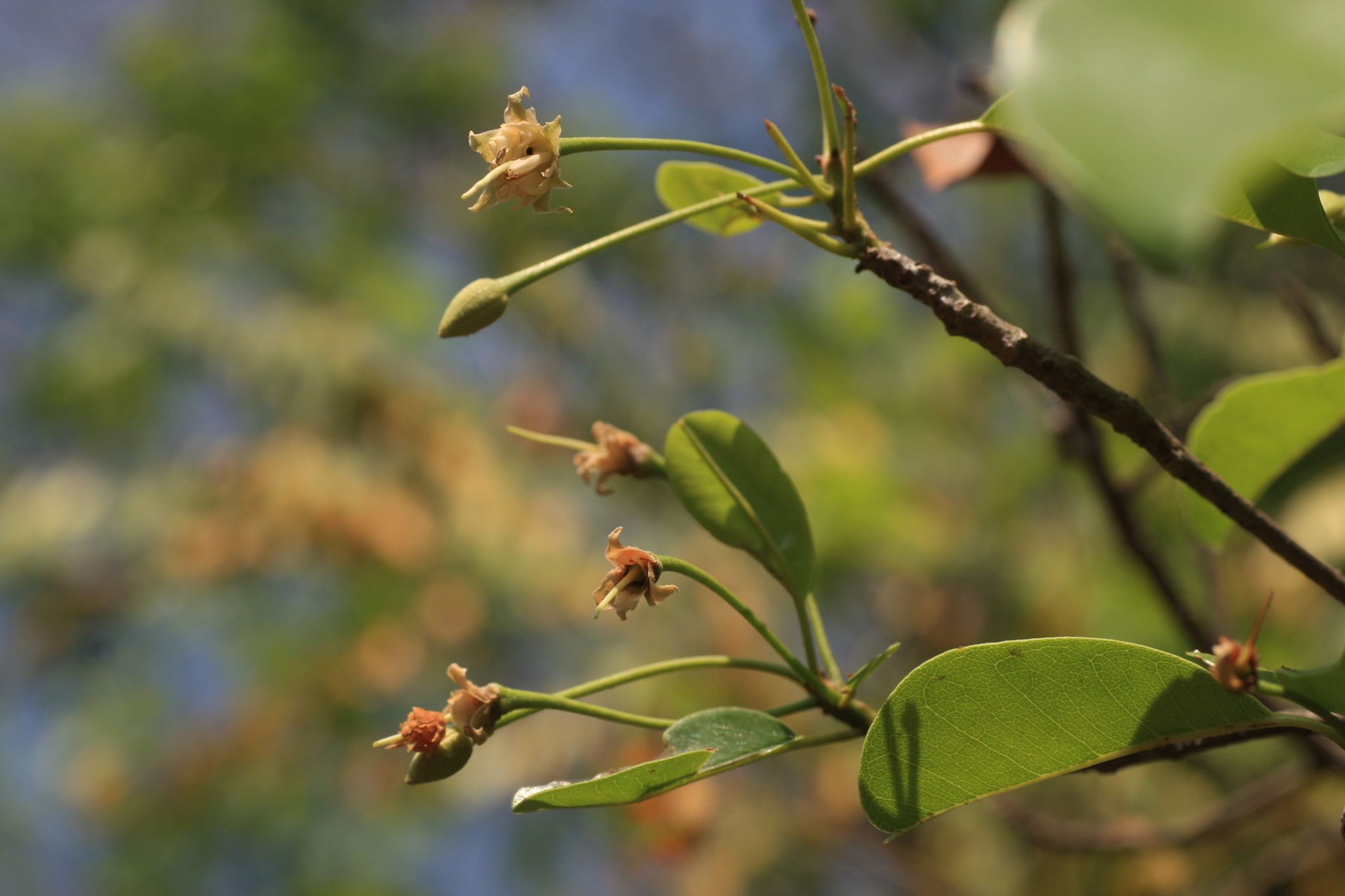 Manilkara roxburghiana
