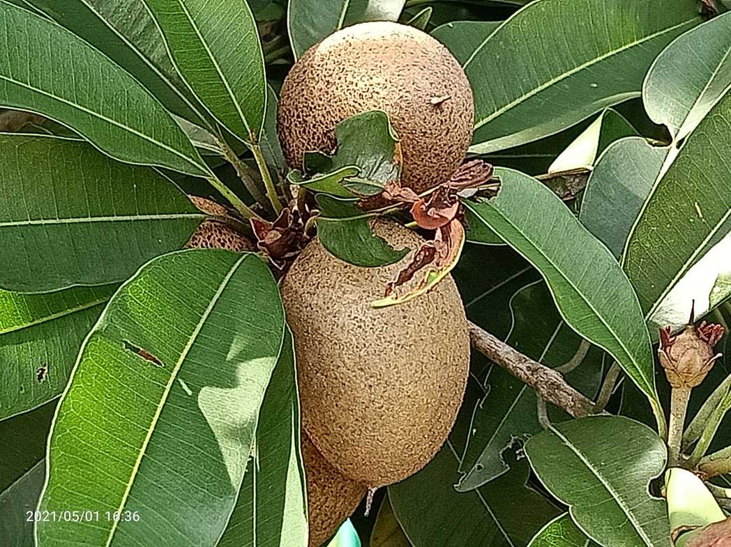 Manilkara zapota