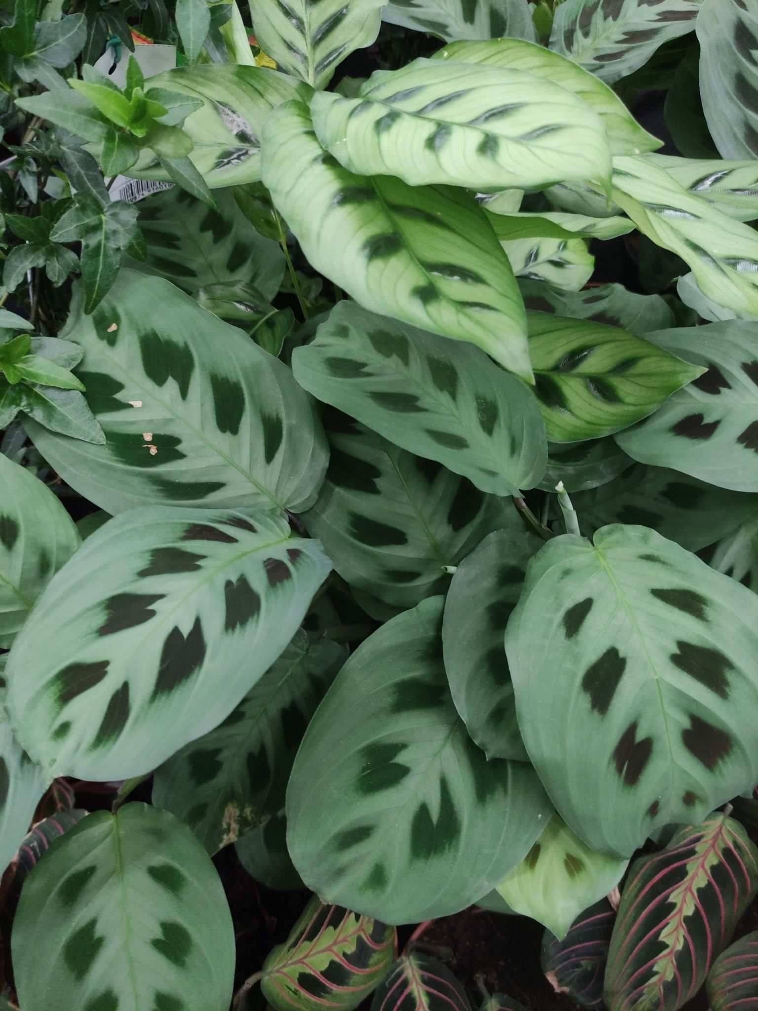 Maranta