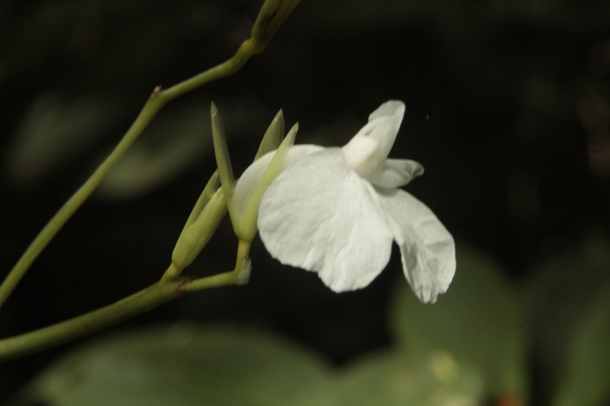 Maranta arundinacea