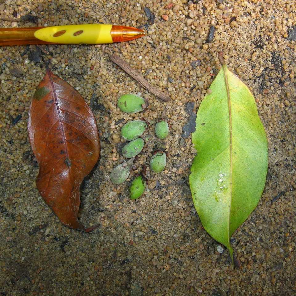 Maranthes corymbosa