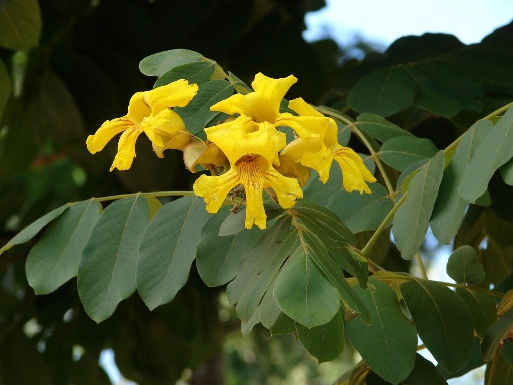 Markhamia lutea