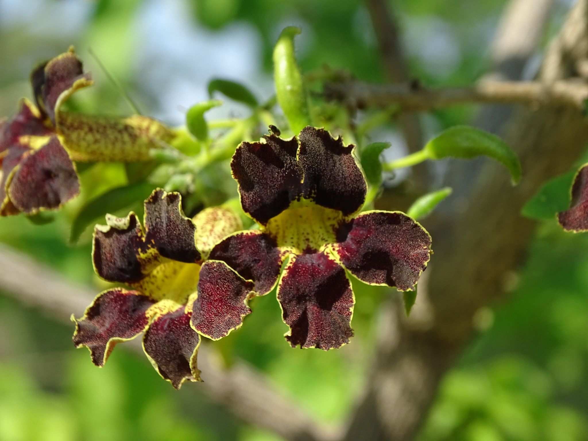 Markhamia zanzibarica