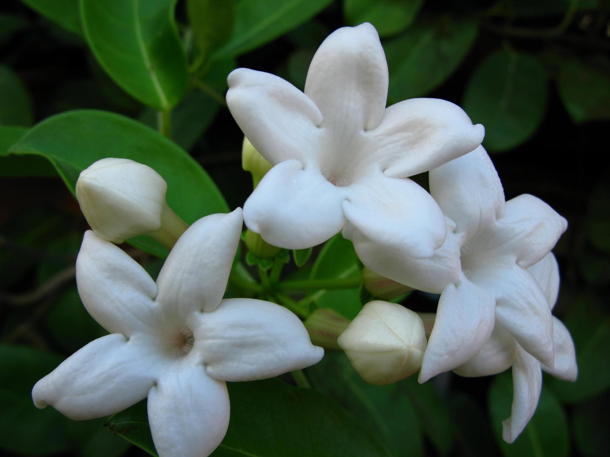 Marsdenia floribunda