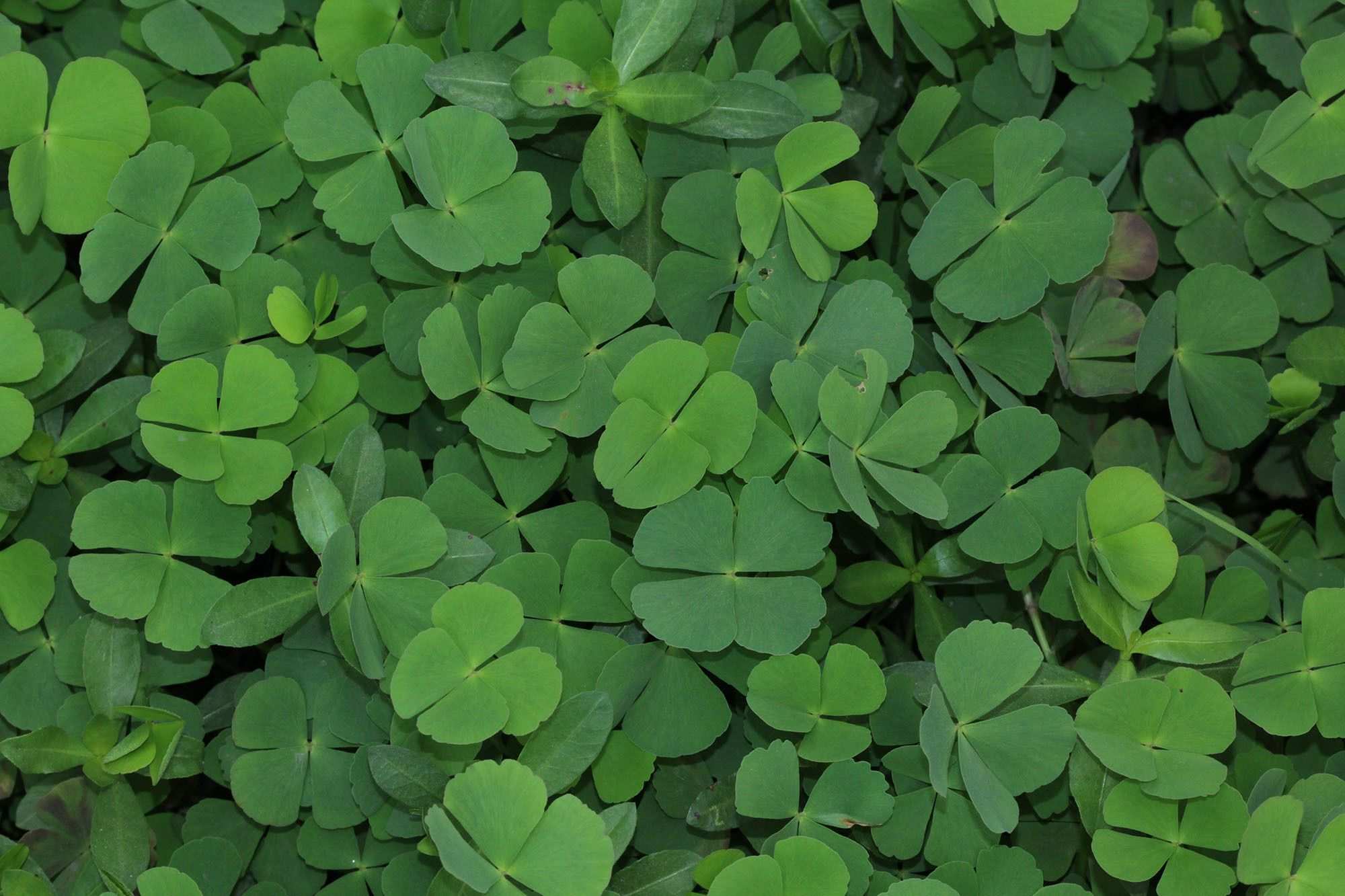 Marsilea crenata
