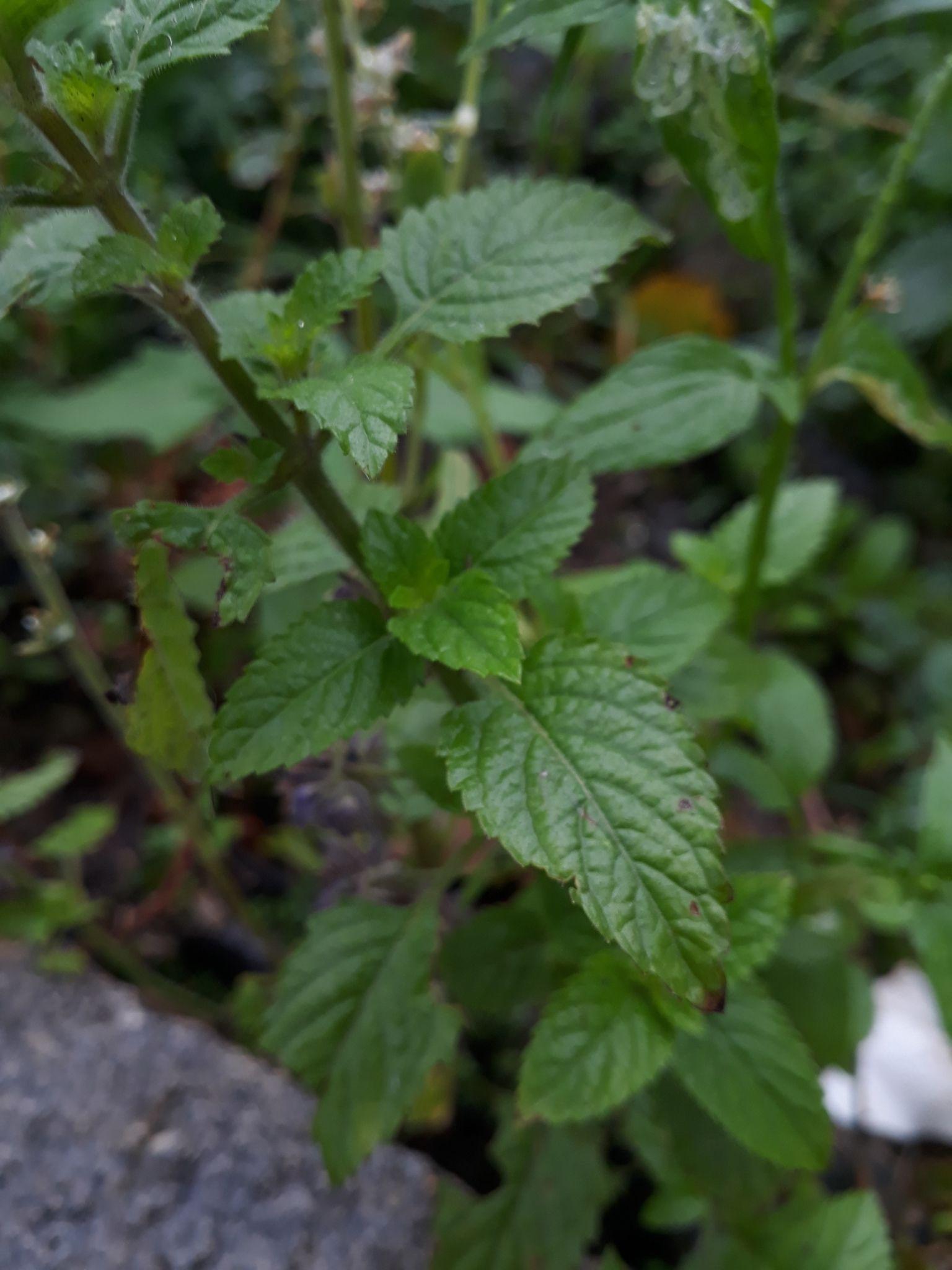 Marsypianthes chamaedrys