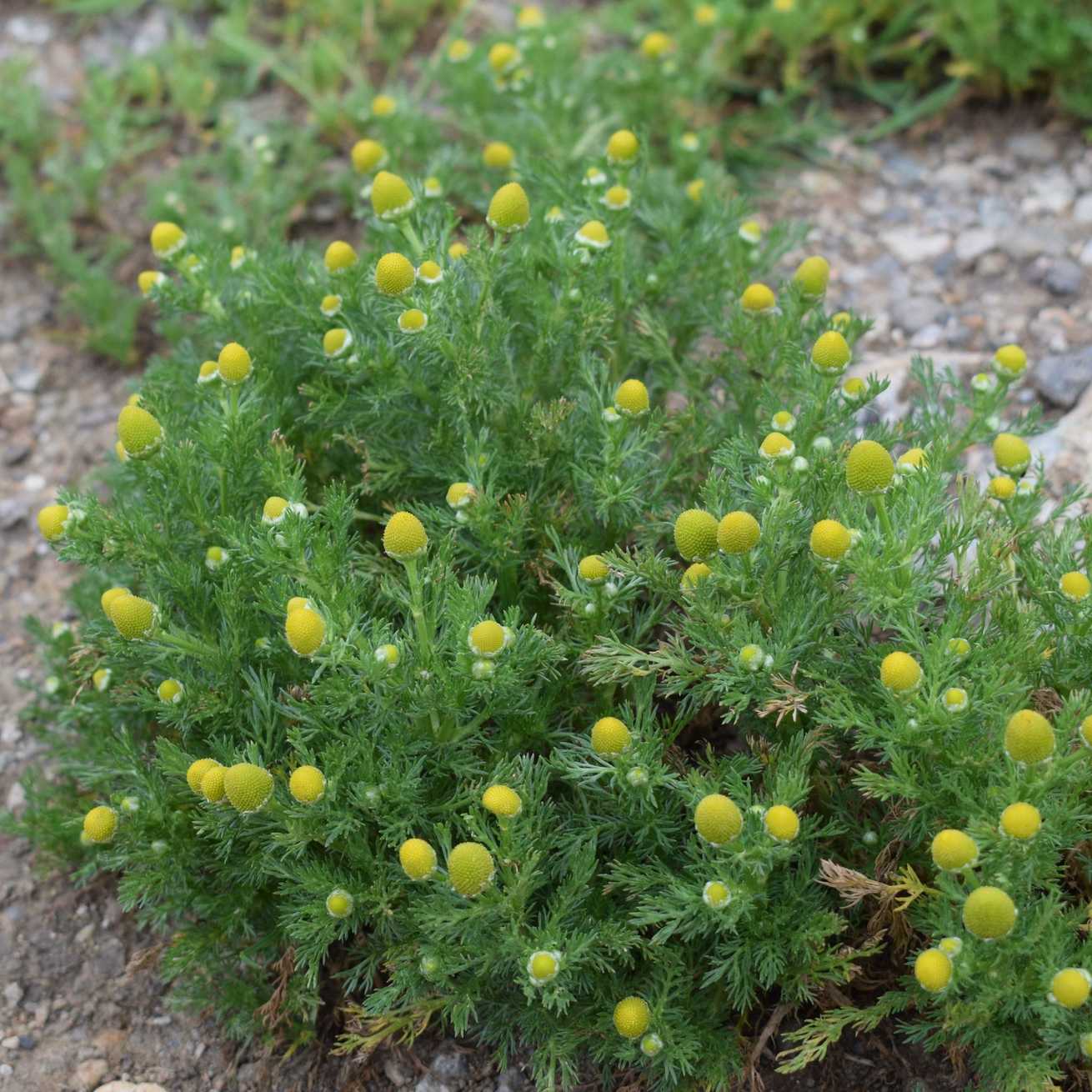 Matricaria matricarioides