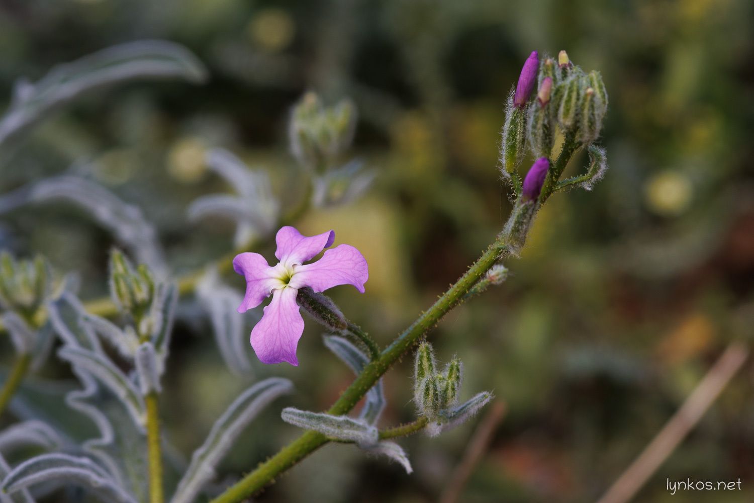 Matthiola sinuata