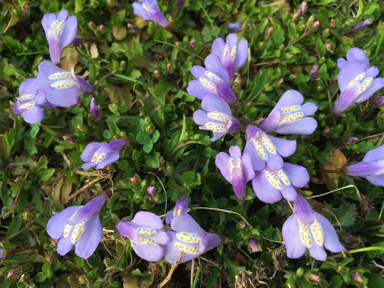 Mazus reptans
