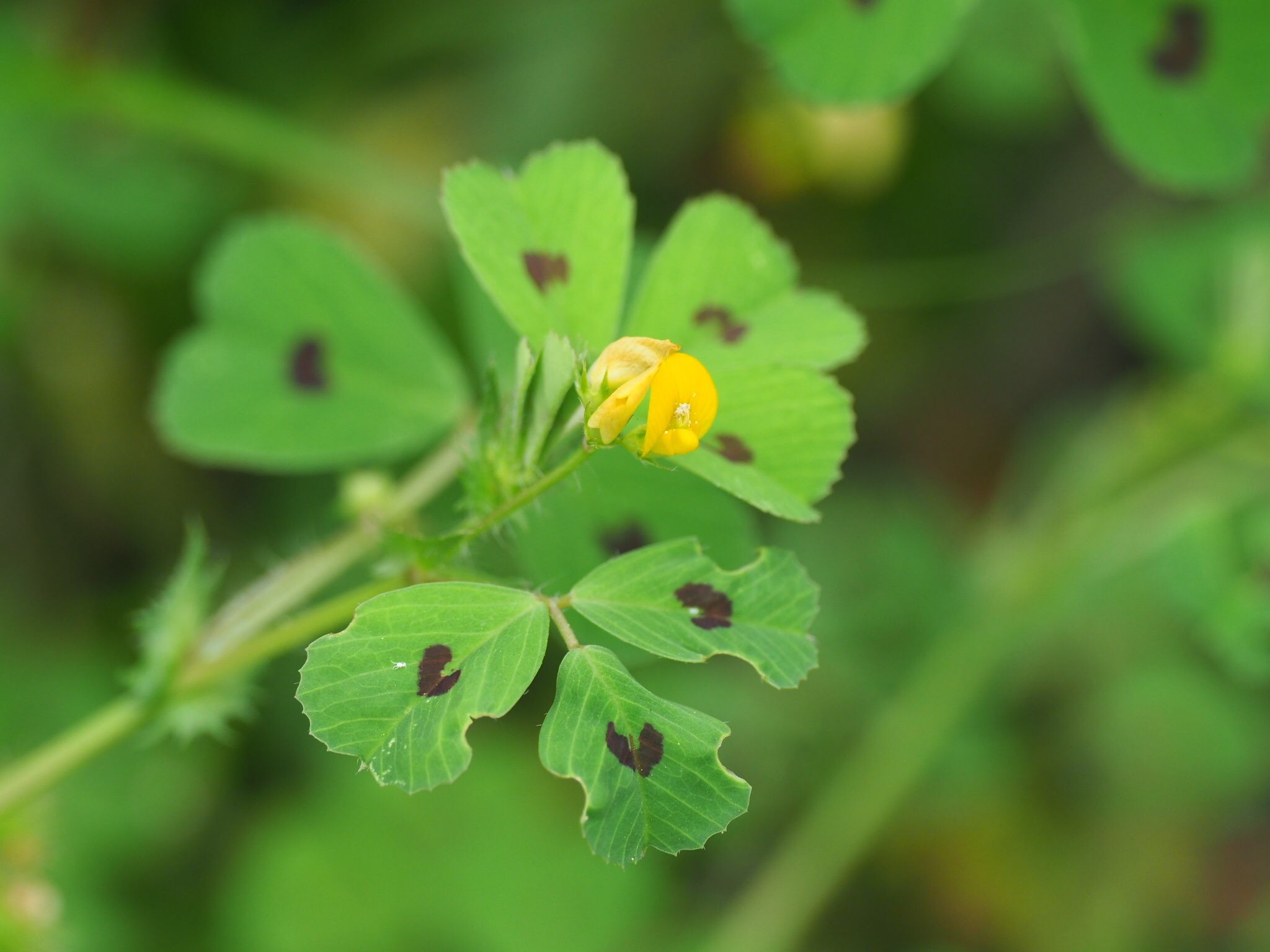Medicago arabica