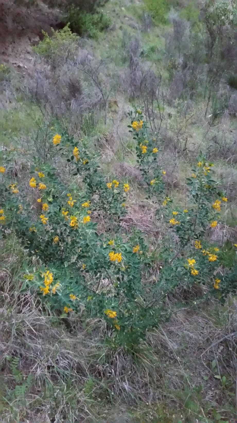 Medicago arborea