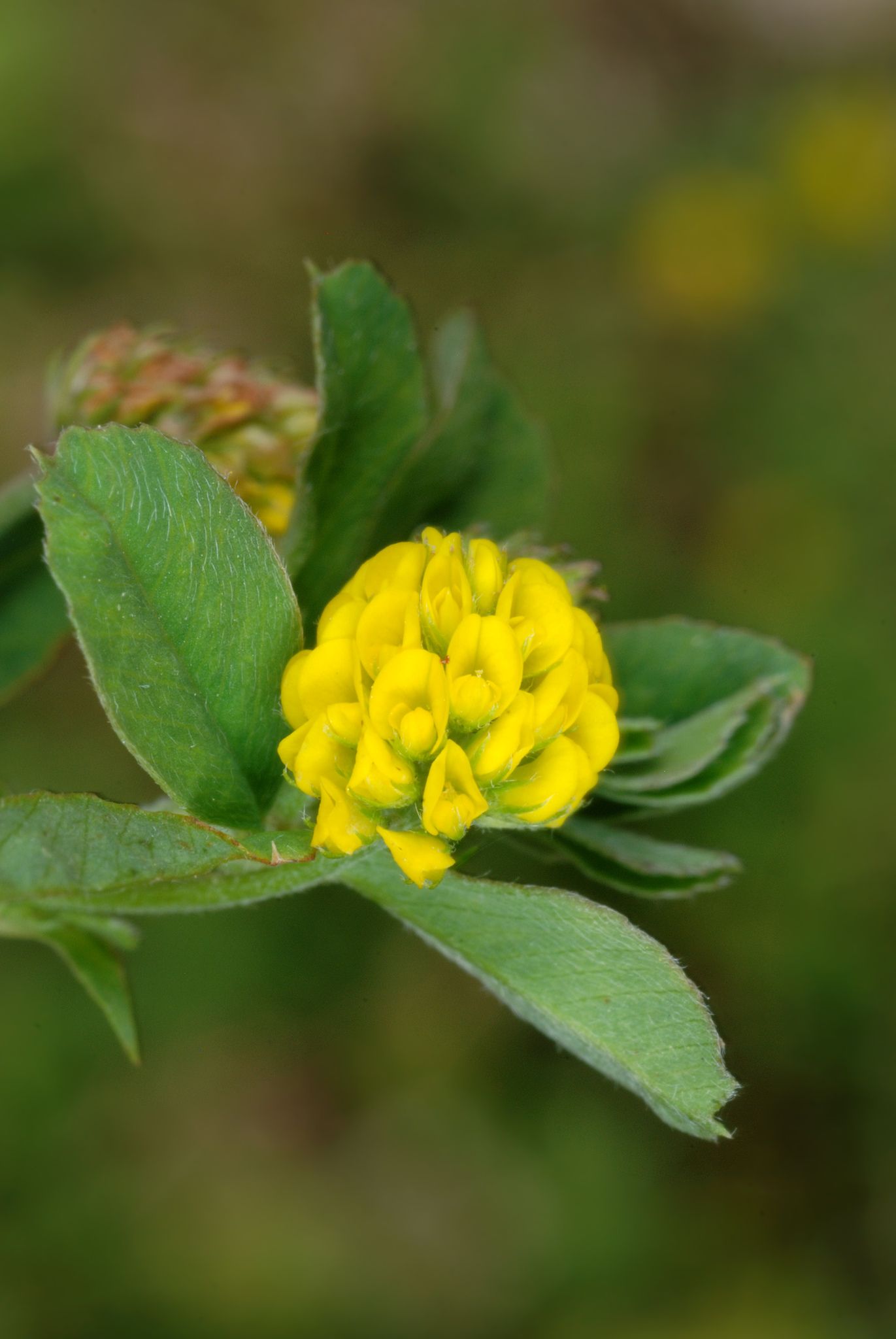 Medicago lupulina