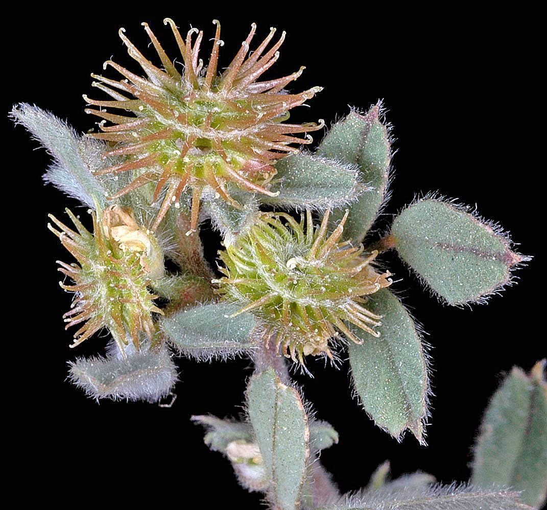 Medicago minima