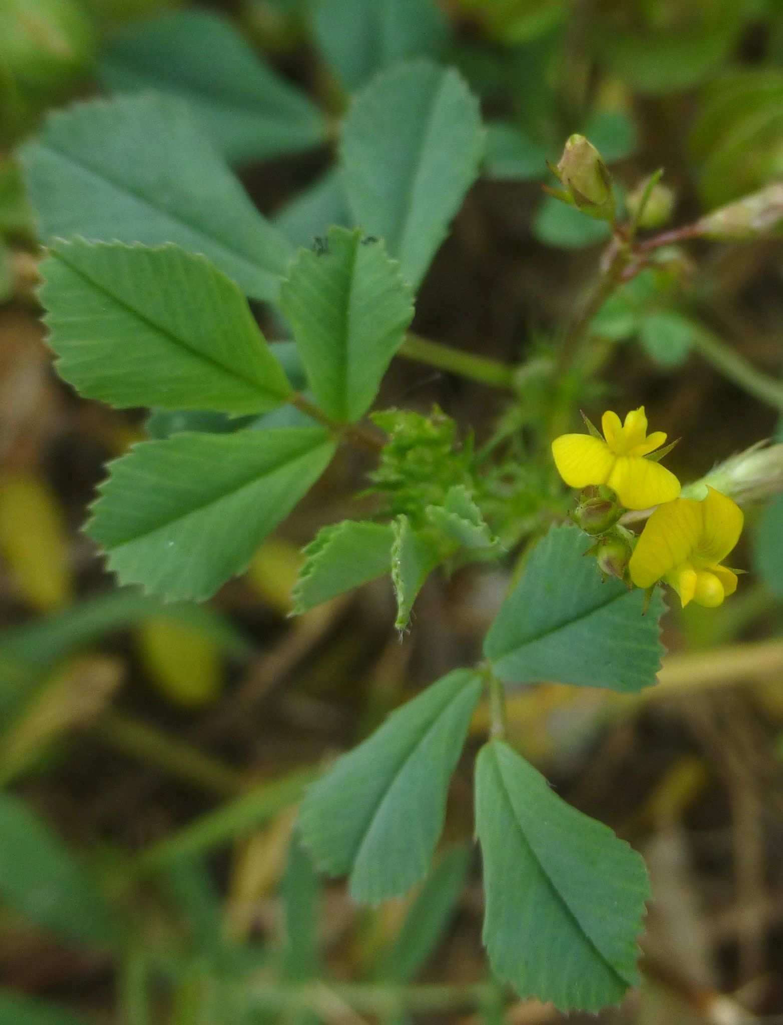 Medicago orbicularis