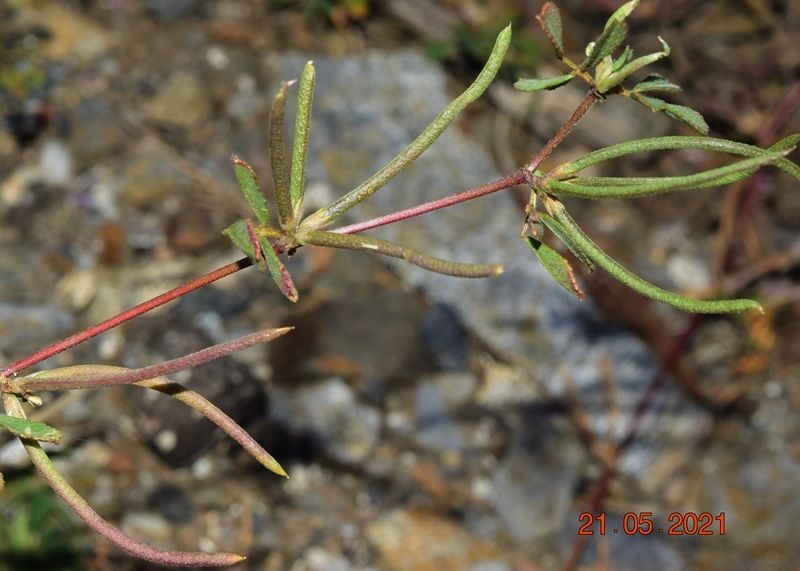 Medicago polyceratia